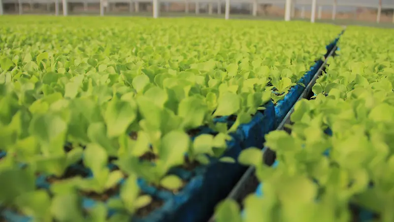 AGRO GTO - COFOCE - 